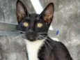Magalu