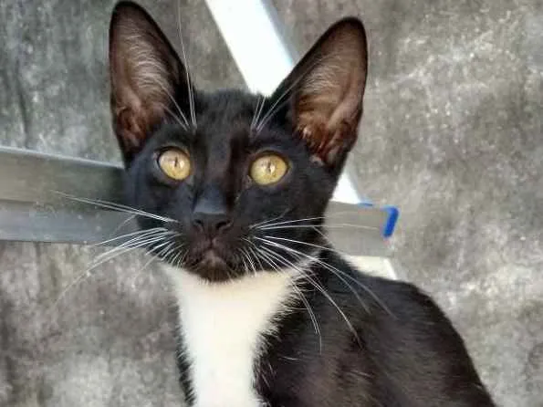Gato ra a Vira lata idade 2 a 6 meses nome Magalu