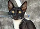 Gato raça Vira lata idade 2 a 6 meses nome Magalu