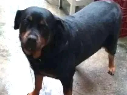 Cachorro ra a Rotwailler idade 6 ou mais anos nome Preta