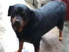 Cachorro raça Rotwailler idade 6 ou mais anos nome Preta