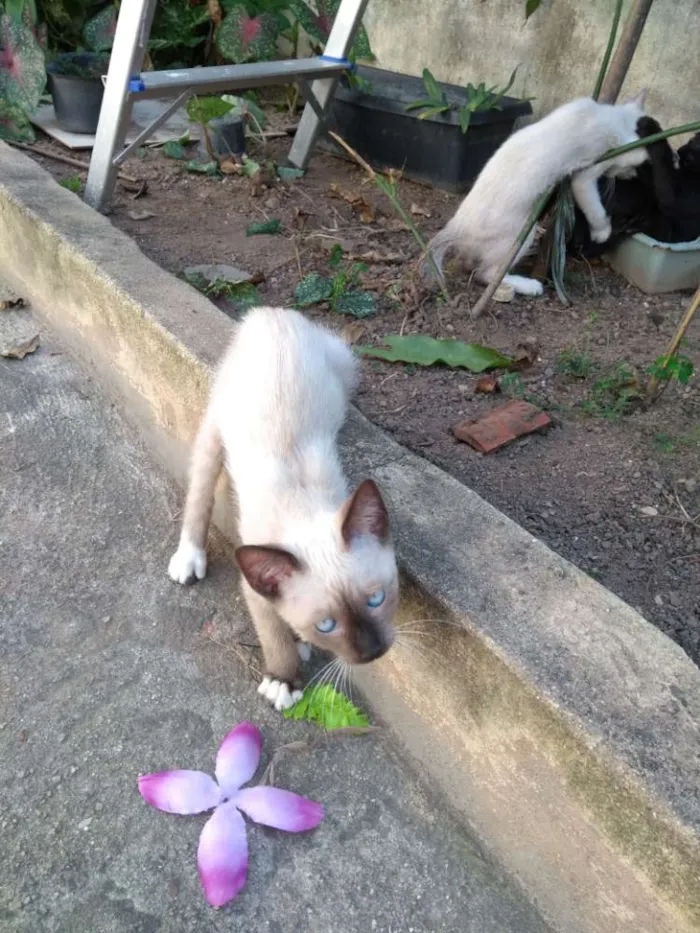 Gato ra a Vira lata idade 2 a 6 meses nome Sem nome