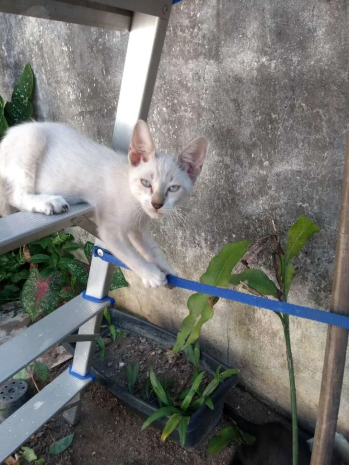 Gato ra a Vira lata idade 2 a 6 meses nome Sem nome