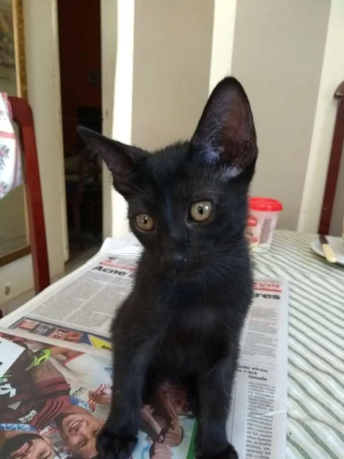 Gato ra a Vira lata idade 2 a 6 meses nome Sem nome