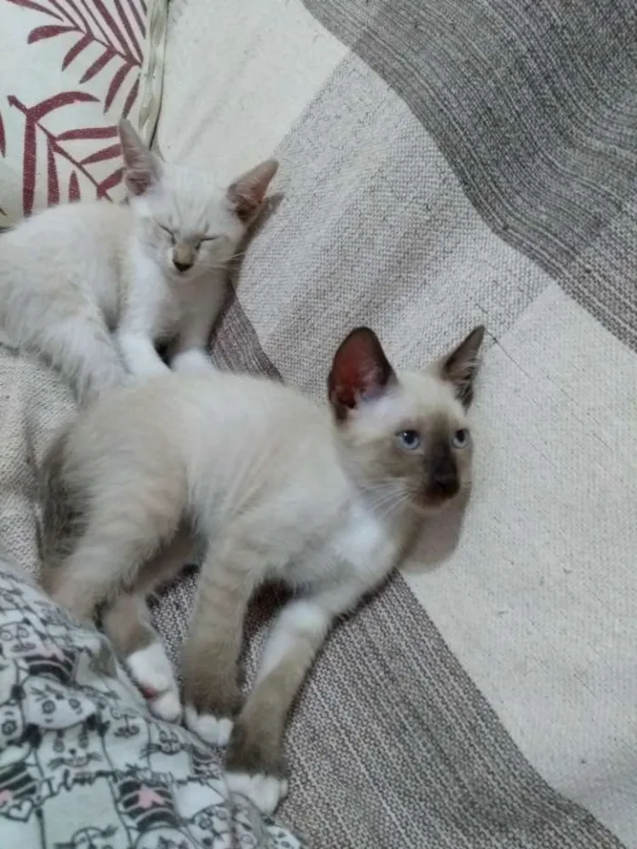 Gato ra a Vira lata idade 2 a 6 meses nome Sem nome