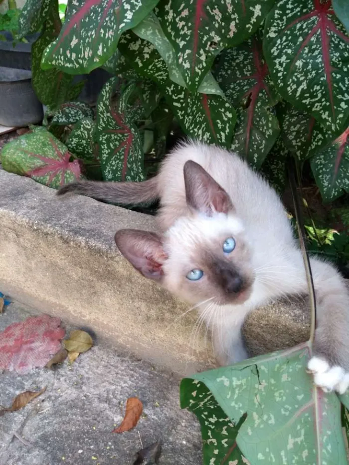 Gato ra a Vira lata idade 2 a 6 meses nome Sem nome