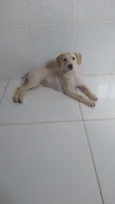 Docinho