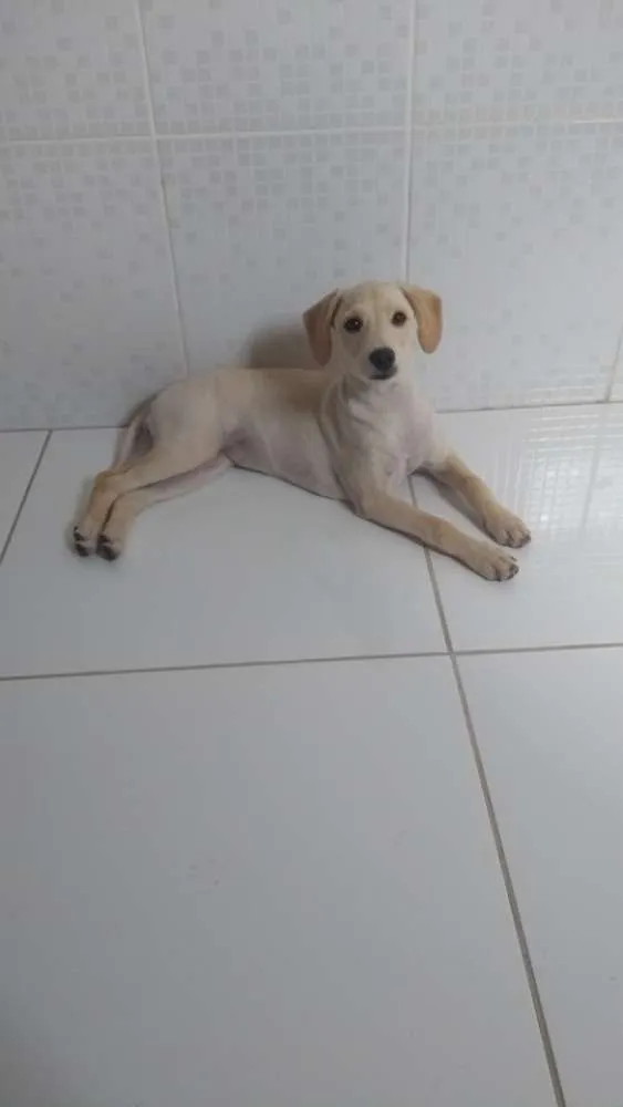 Cachorro ra a Golden com poodle  idade 7 a 11 meses nome Docinho
