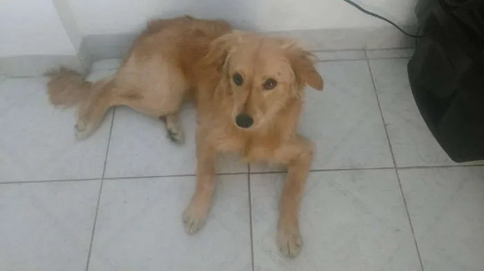 Cachorro ra a srd idade 1 ano nome mel