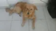 mel