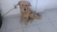 mel