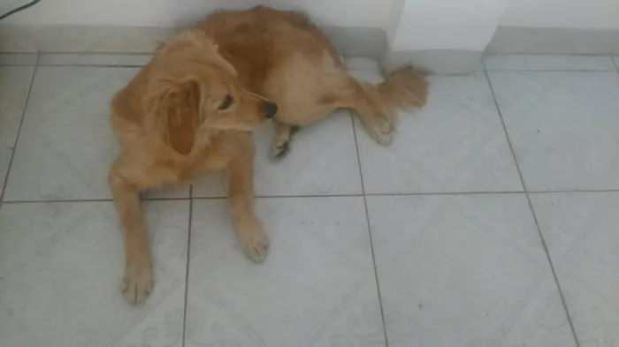 Cachorro ra a srd idade 1 ano nome mel