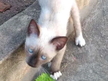 Gato ra a Vira lata idade 2 a 6 meses nome Sem nome