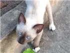 Gato raça Vira lata idade 2 a 6 meses nome Sem nome