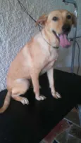 Mix de Labradora 