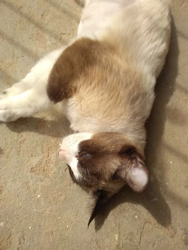 Gato ra a SRD idade 1 ano nome Linda