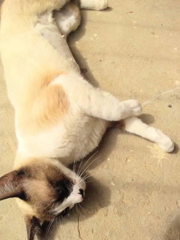 Gato ra a SRD idade 1 ano nome Linda