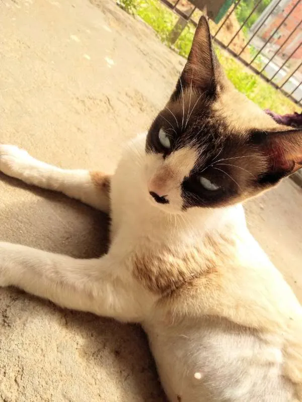 Gato ra a SRD idade 1 ano nome Linda