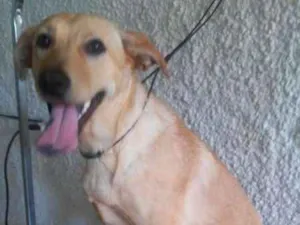 Cachorro raça Mix de Labradora  idade 1 ano nome Mix de Labradora 