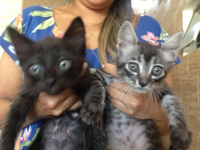 Gato ra a  idade Abaixo de 2 meses nome não possue nome