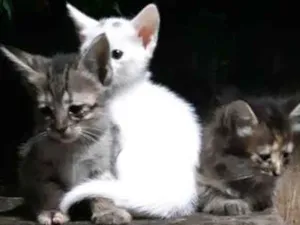 Gato raça Sem definição  idade 2 a 6 meses nome A definir