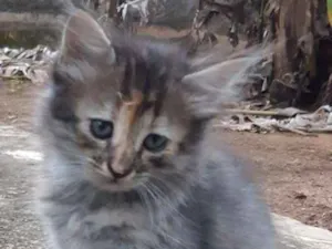 Gato raça Sem definição  idade Abaixo de 2 meses nome Ainda não  tem 