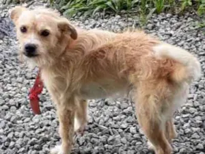 Cachorro raça Pooldo com vira lata idade 2 anos nome Teddy