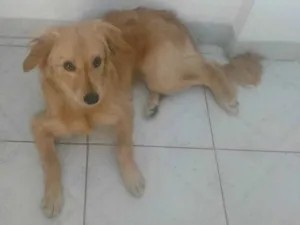 Cachorro raça srd idade 1 ano nome mel