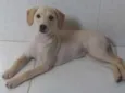 Docinho