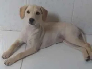 Cachorro raça Golden com poodle  idade 7 a 11 meses nome Docinho
