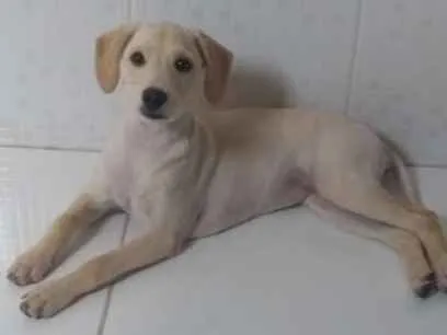 Cachorro ra a Golden com poodle  idade 7 a 11 meses nome Docinho