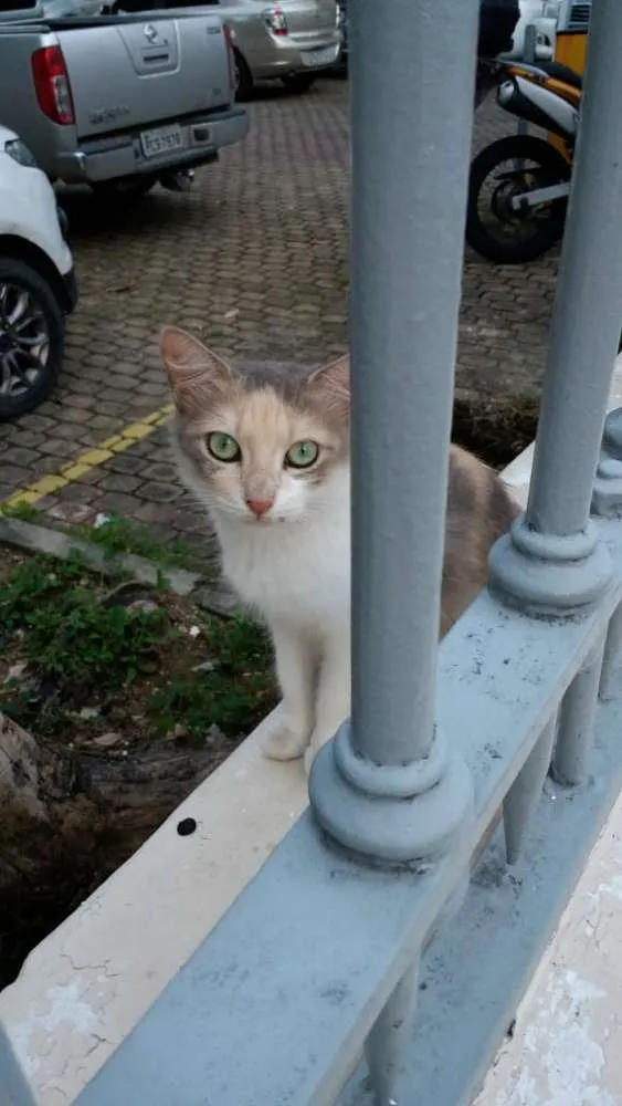 Gato ra a SRD idade 7 a 11 meses nome Bia