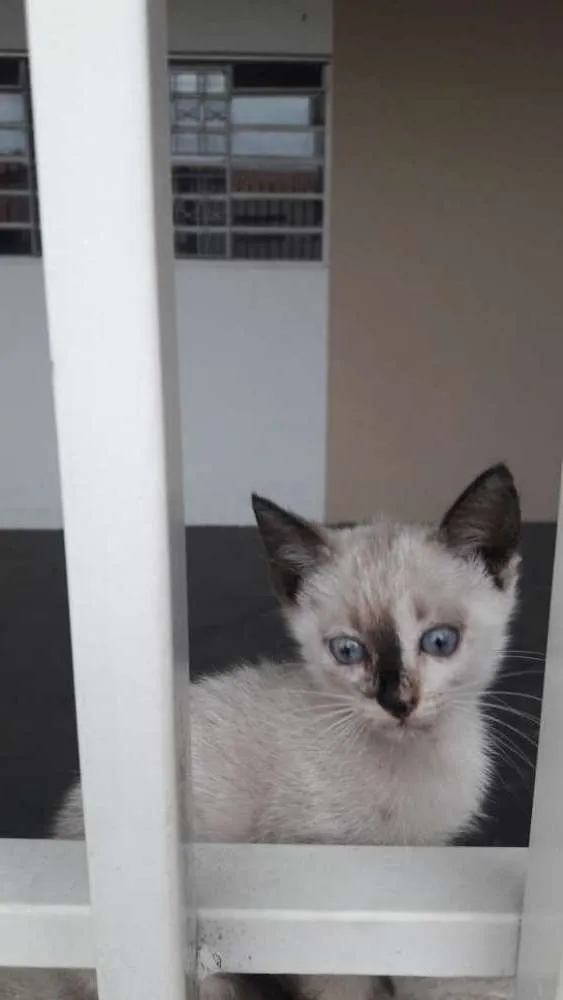 Gato ra a Srd idade 2 a 6 meses nome Tico