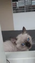 Lili