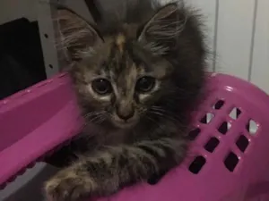 Gato raça Sem raça definida  idade Abaixo de 2 meses nome Sem nome 