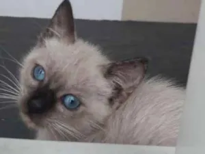 Gato raça Srd idade 2 a 6 meses nome Lili