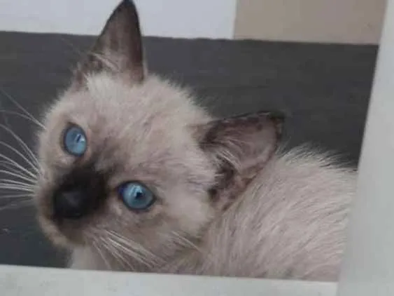 Gato ra a Srd idade 2 a 6 meses nome Lili