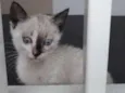 Tico