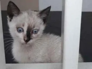 Gato raça Srd idade 2 a 6 meses nome Tico