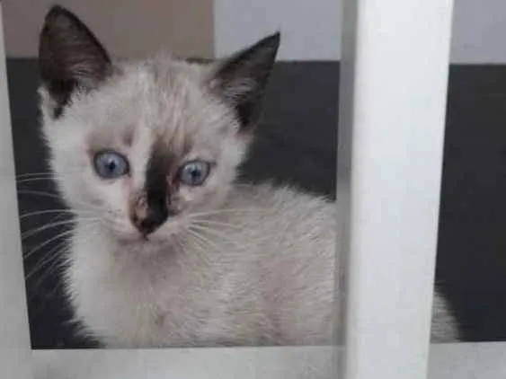 Gato ra a Srd idade 2 a 6 meses nome Tico
