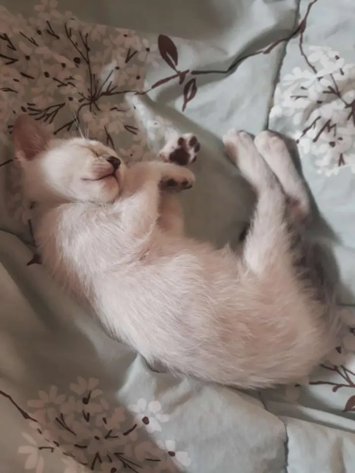 Gato raça Vira-lata idade Abaixo de 2 meses nome Não tem nome