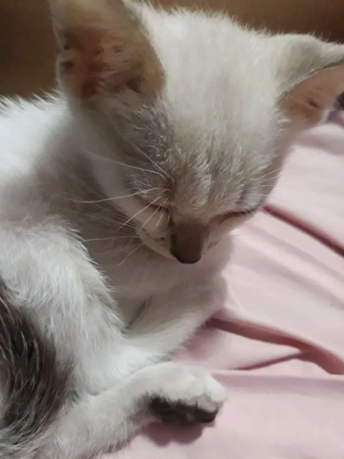 Gato raça Vira-lata idade Abaixo de 2 meses nome Não tem nome