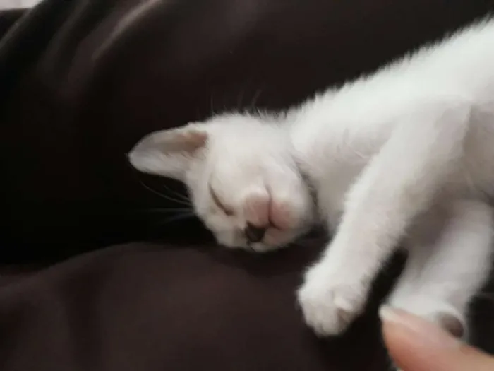 Gato raça Vira-lata idade Abaixo de 2 meses nome Não tem nome