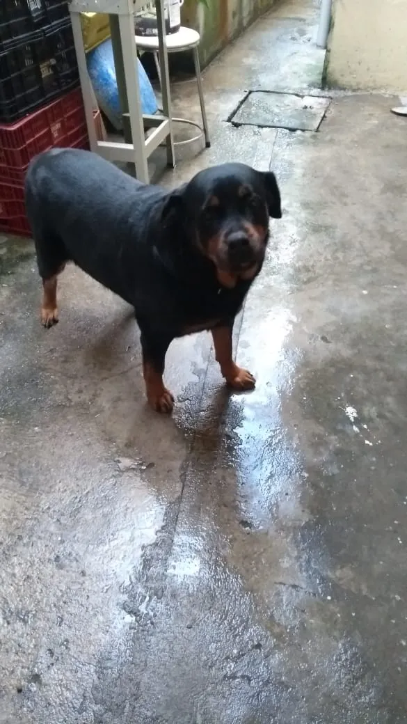 Cachorro ra a Rotwailler idade 6 ou mais anos nome Preta