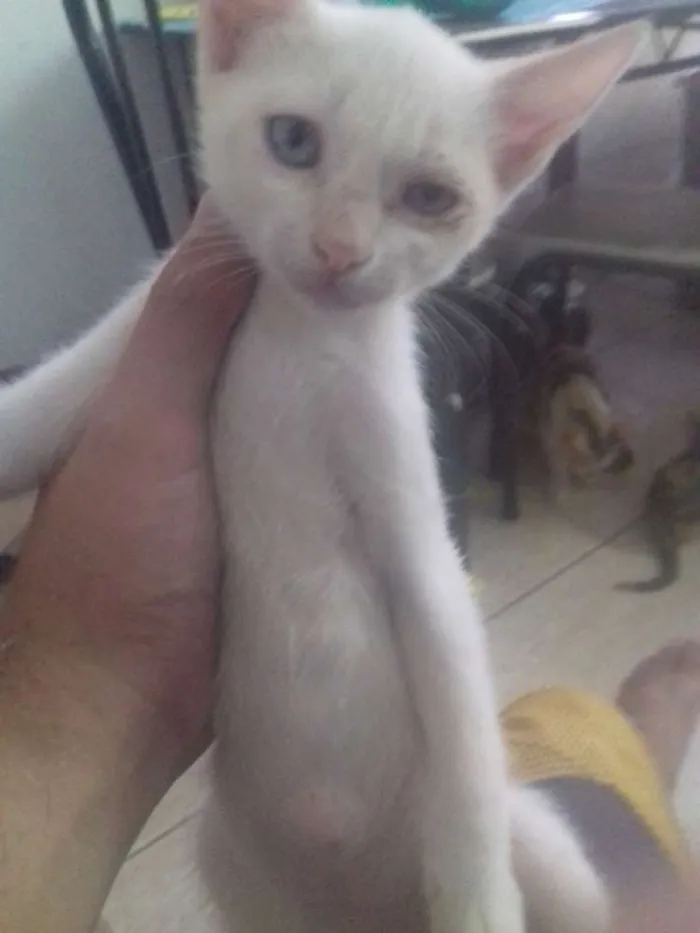Gato ra a cisa lata idade 2 a 6 meses nome algodão 