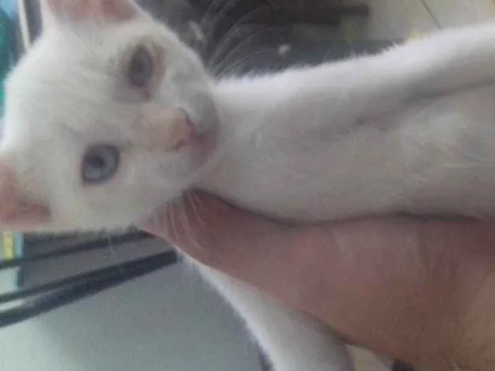 Gato ra a cisa lata idade 2 a 6 meses nome algodão 
