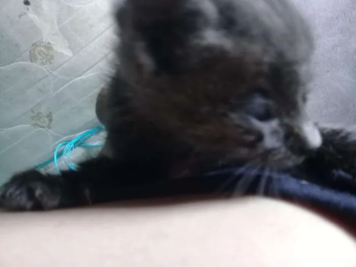 Gato raça Sem identificação  idade Abaixo de 2 meses nome Sem nome