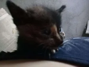 Gato raça Sem identificação  idade Abaixo de 2 meses nome Sem nome