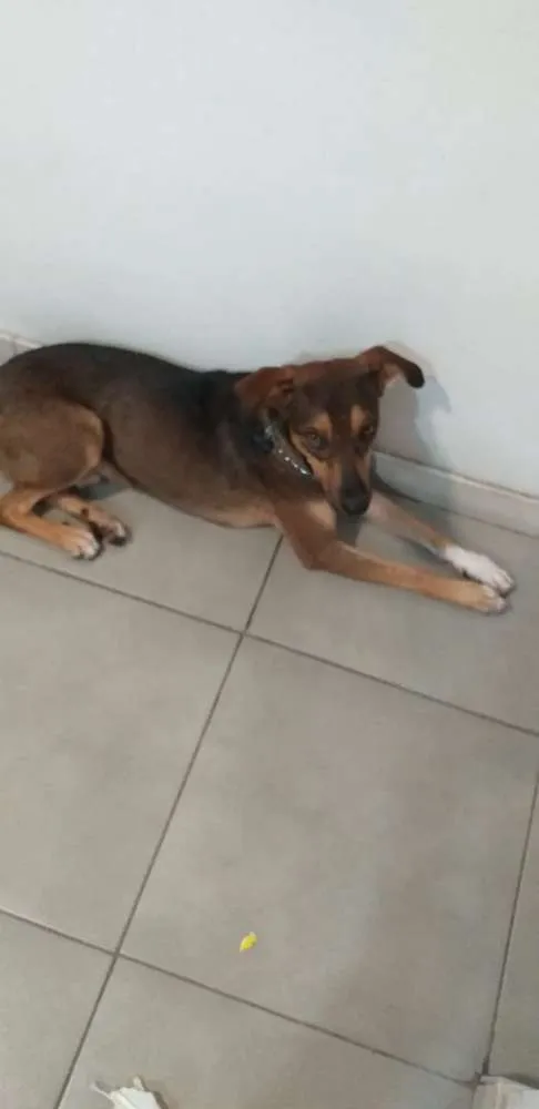 Cachorro ra a Srd idade 7 a 11 meses nome Caramelo
