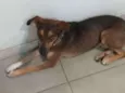 Caramelo